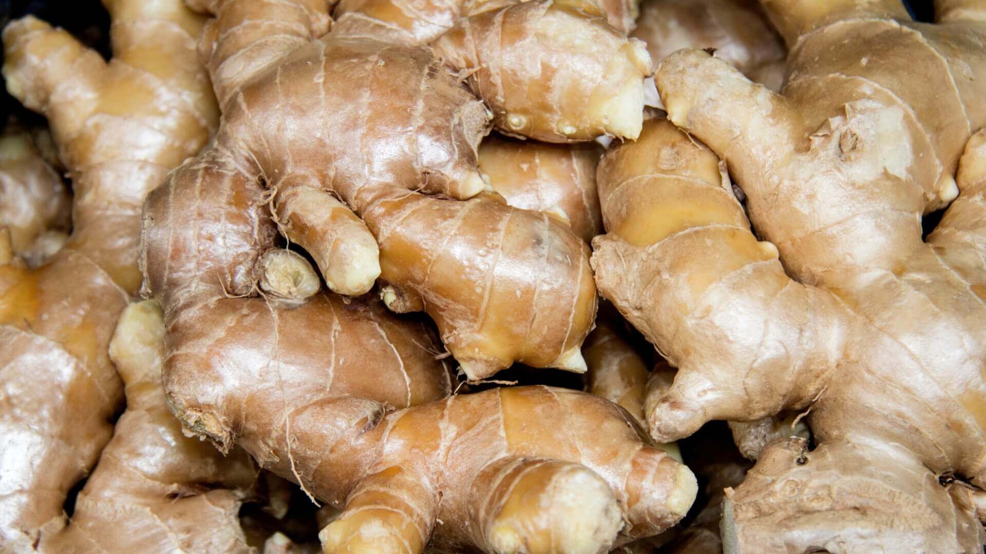 Ginger Root Characteristics At Carolyn Ring Blog Ginger Root Characteristics At Carolyn Ring Blog